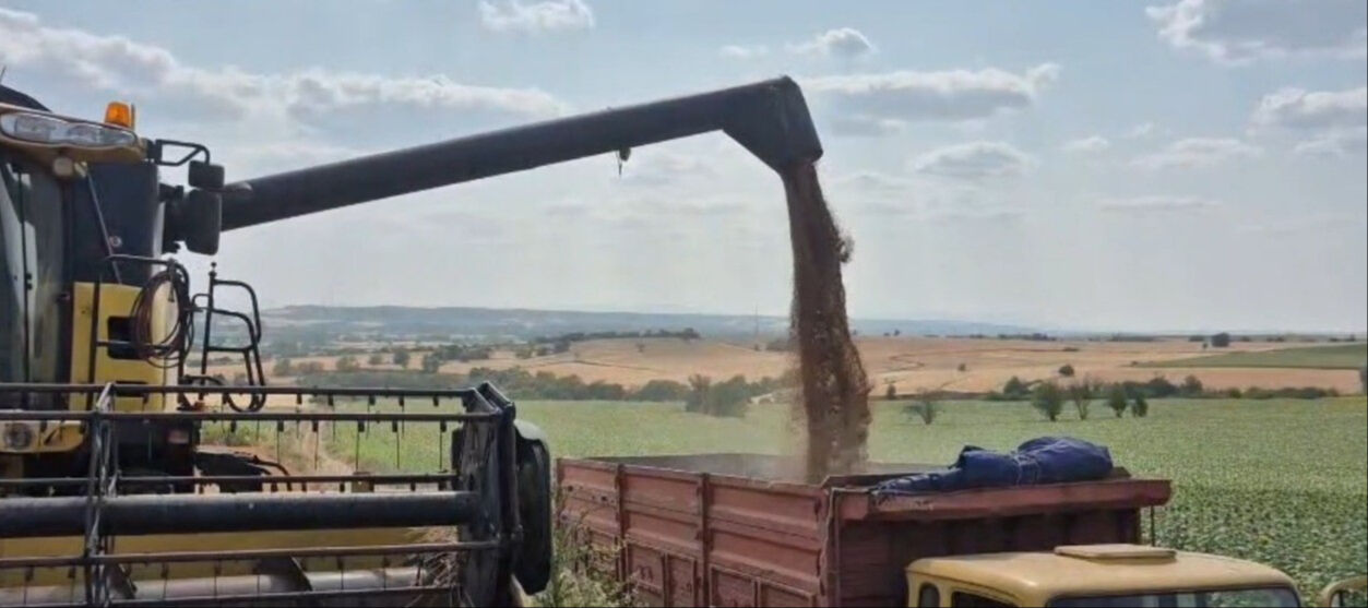Edirne'de hasat başladı! Dönüm başına 500 kilo ürün alınacak - 1. Resim