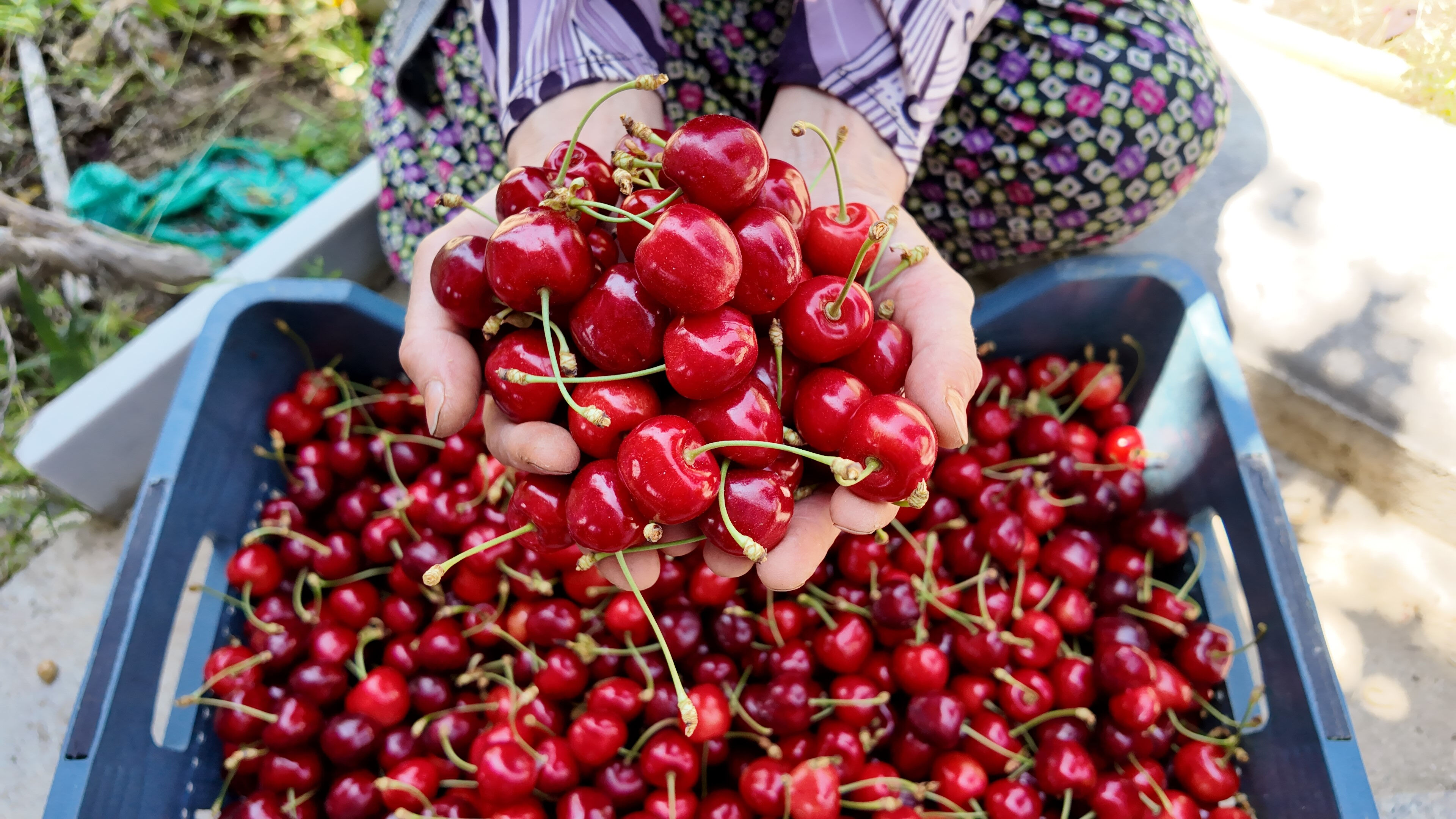 Hasat başladı! İç piyasaya kilosu 150 liradan, yurt dışına 300 liradan satılıyor - 3. Resim