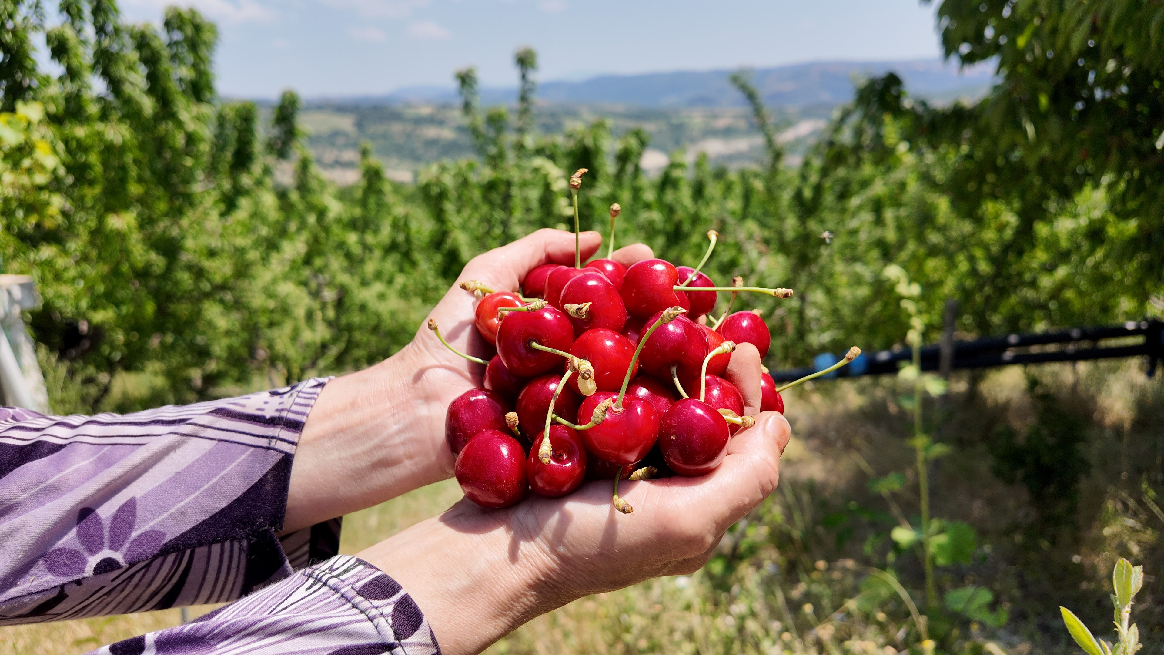 Hasat başladı! İç piyasaya kilosu 150 liradan, yurt dışına 300 liradan satılıyor - 2. Resim