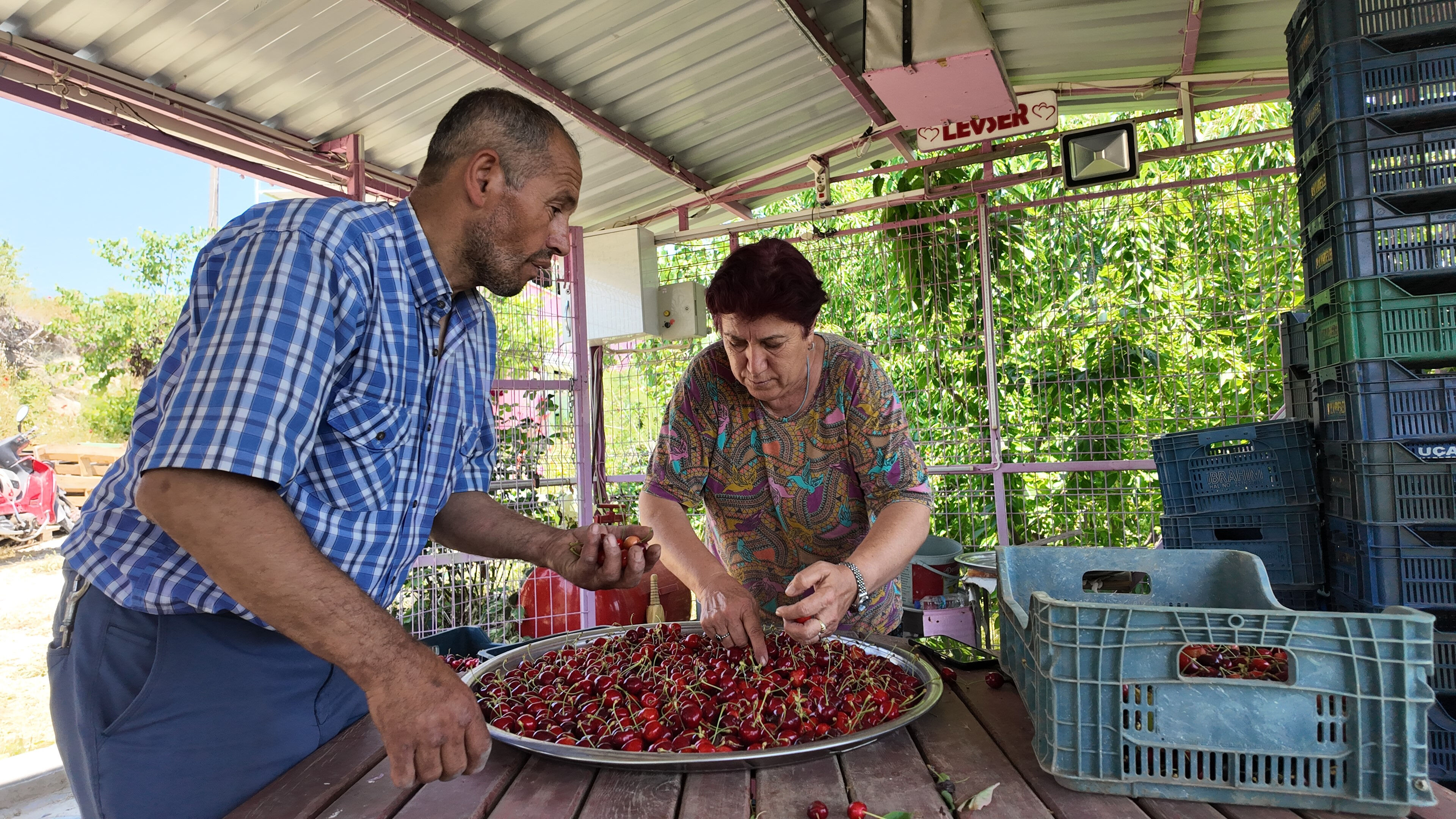 Hasat başladı! İç piyasaya kilosu 150 liradan, yurt dışına 300 liradan satılıyor - 4. Resim