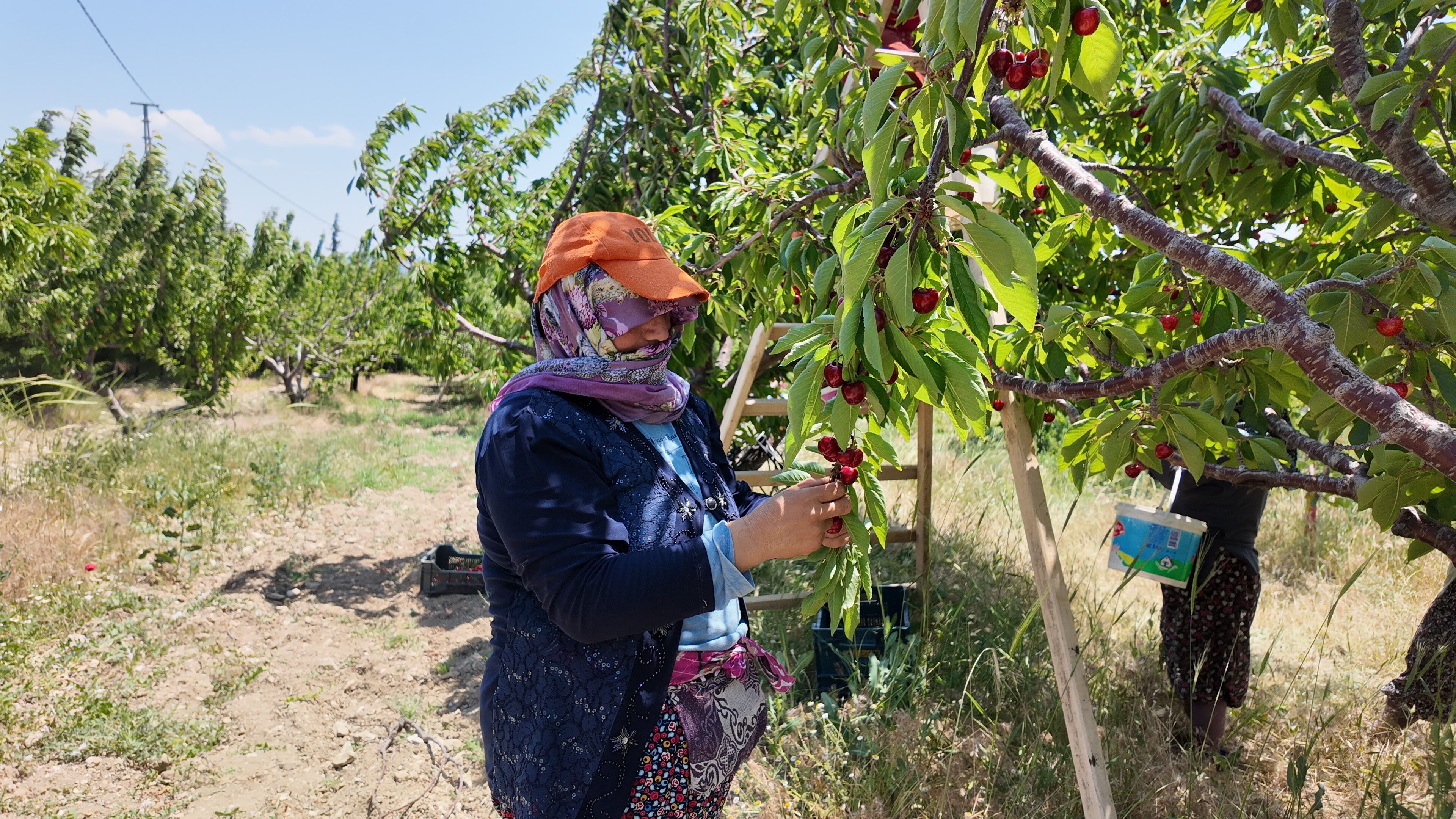 Hasat başladı! İç piyasaya kilosu 150 liradan, yurt dışına 300 liradan satılıyor - 1. Resim