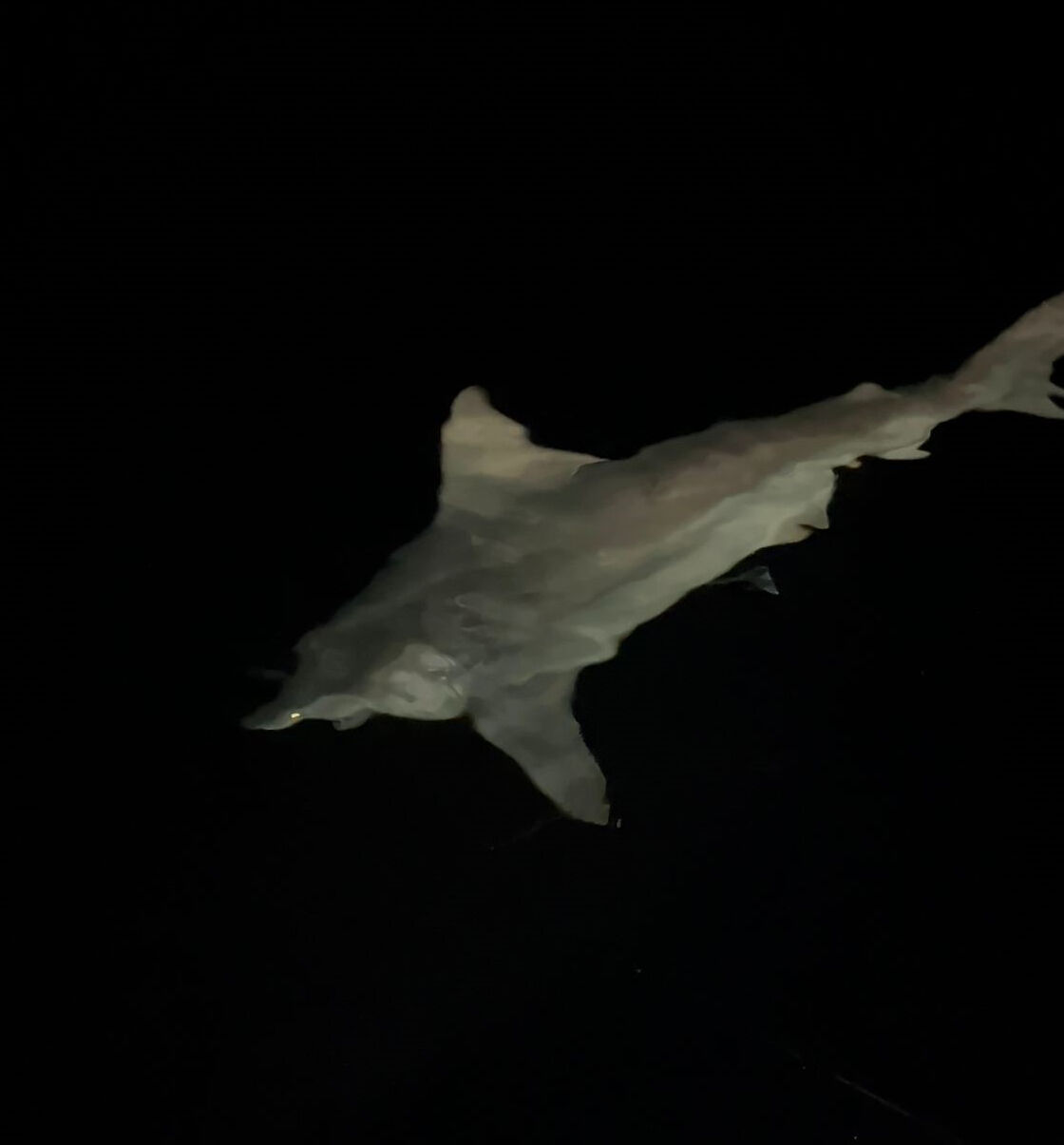 Heyecanla yakaladı, sevinçten havalara uçtu! 2 buçuk metre boyunda, tam 70 kilo - 1. Resim