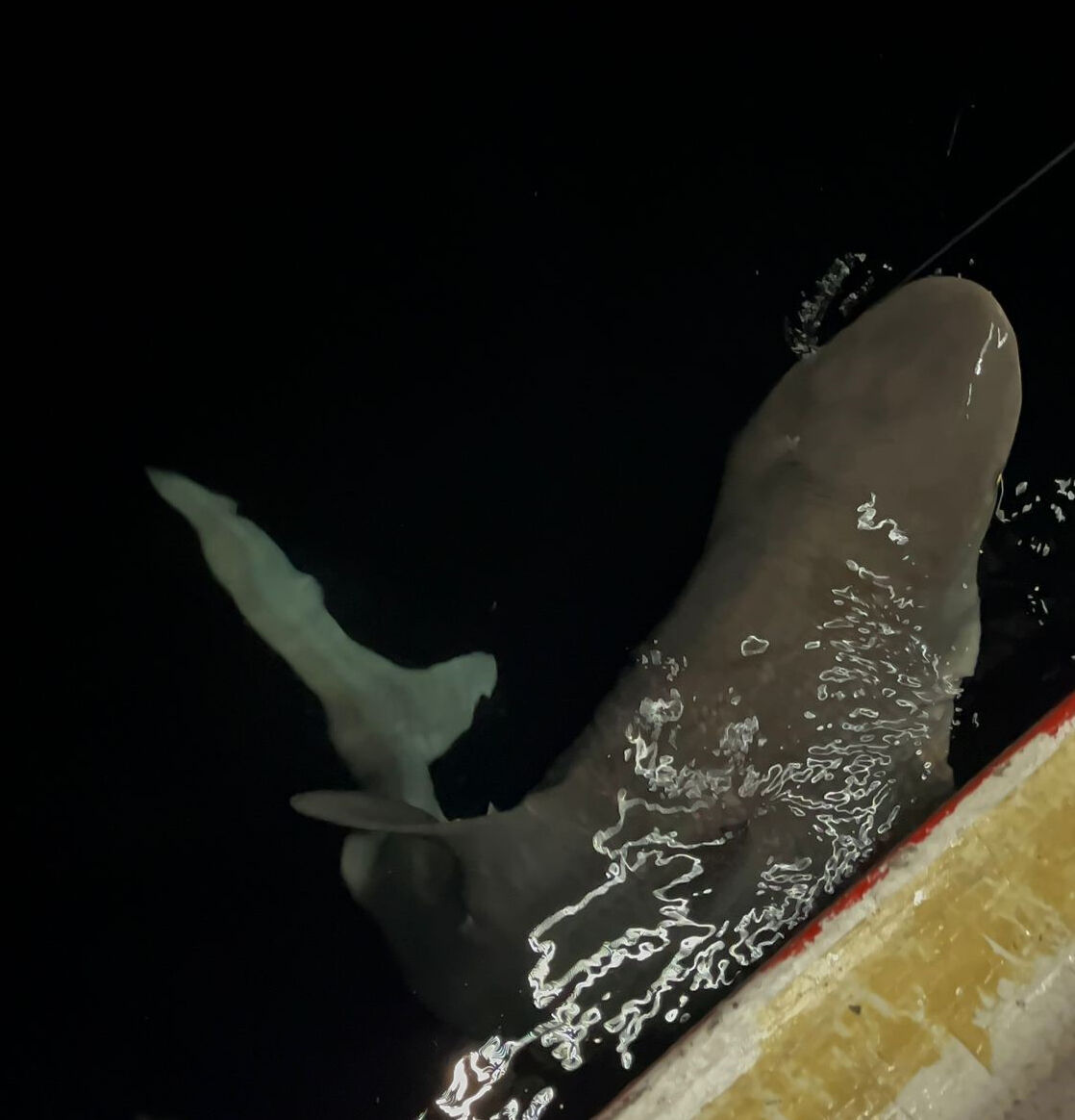 Heyecanla yakaladı, sevinçten havalara uçtu! 2 buçuk metre boyunda, tam 70 kilo - 2. Resim