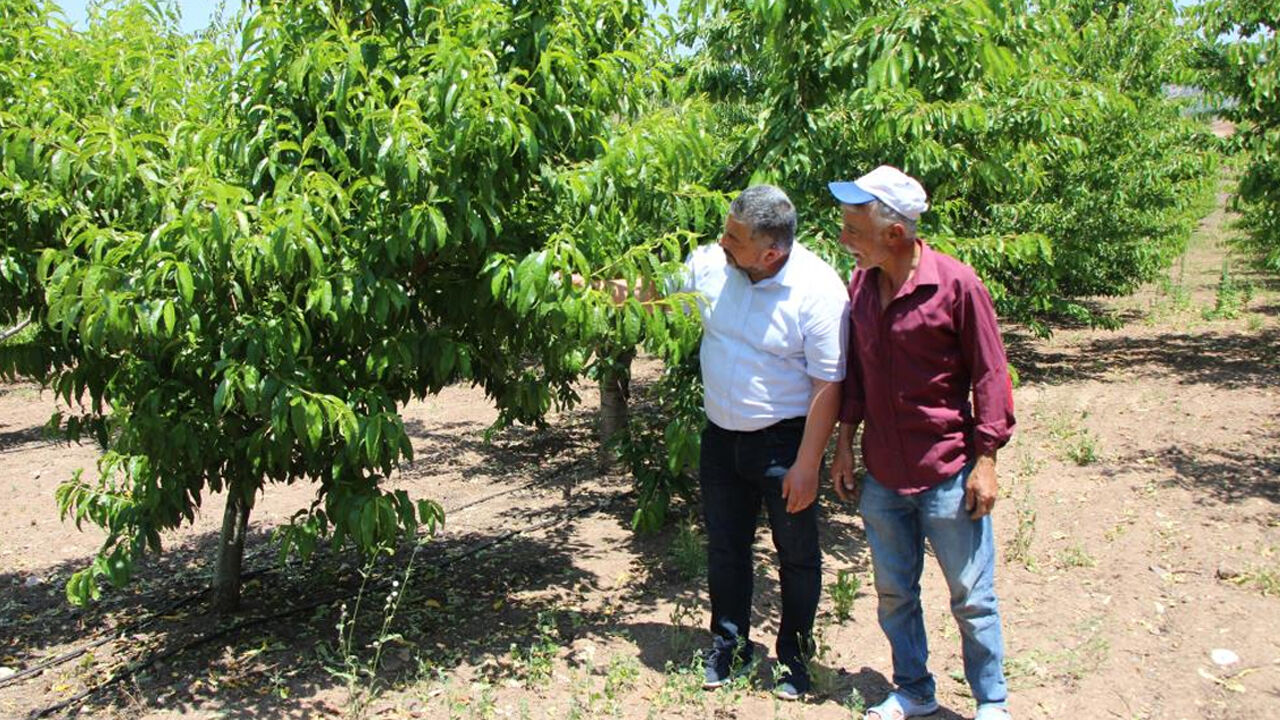 Kilosu 500 liraya çıktı! 63 yıldır yarışması yapılıyordu, bu yıl ağaçlarda bir tane meyve yok Kilosu 500 liraya çıktı! 63 yıldır yarışması yapılıyordu, şimdi ağaçlarda bir tane meyve yok - 1. Resim