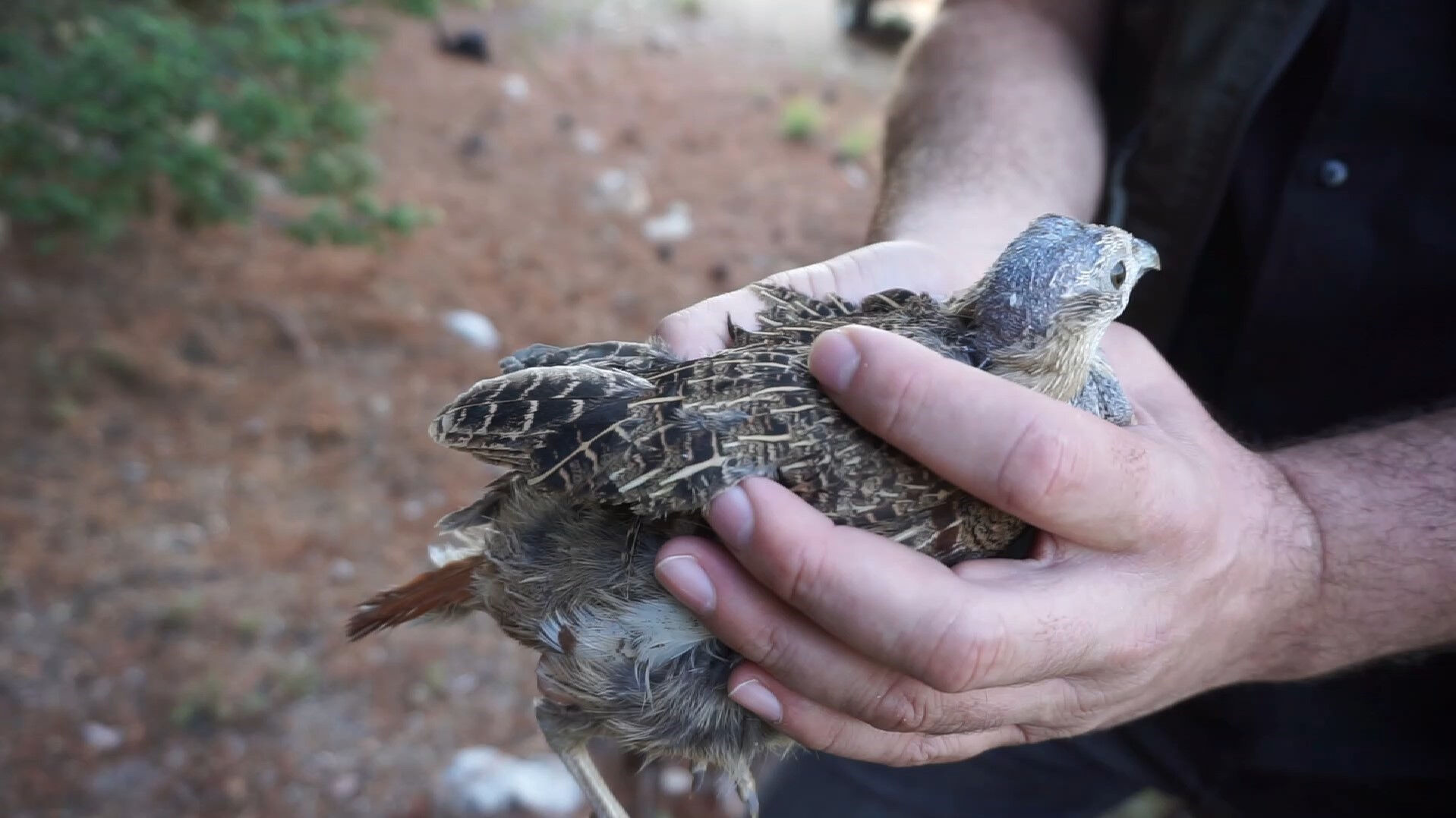 Ölümcül kenenin celladı! Binlercesi doğaya salındı - 3. Resim