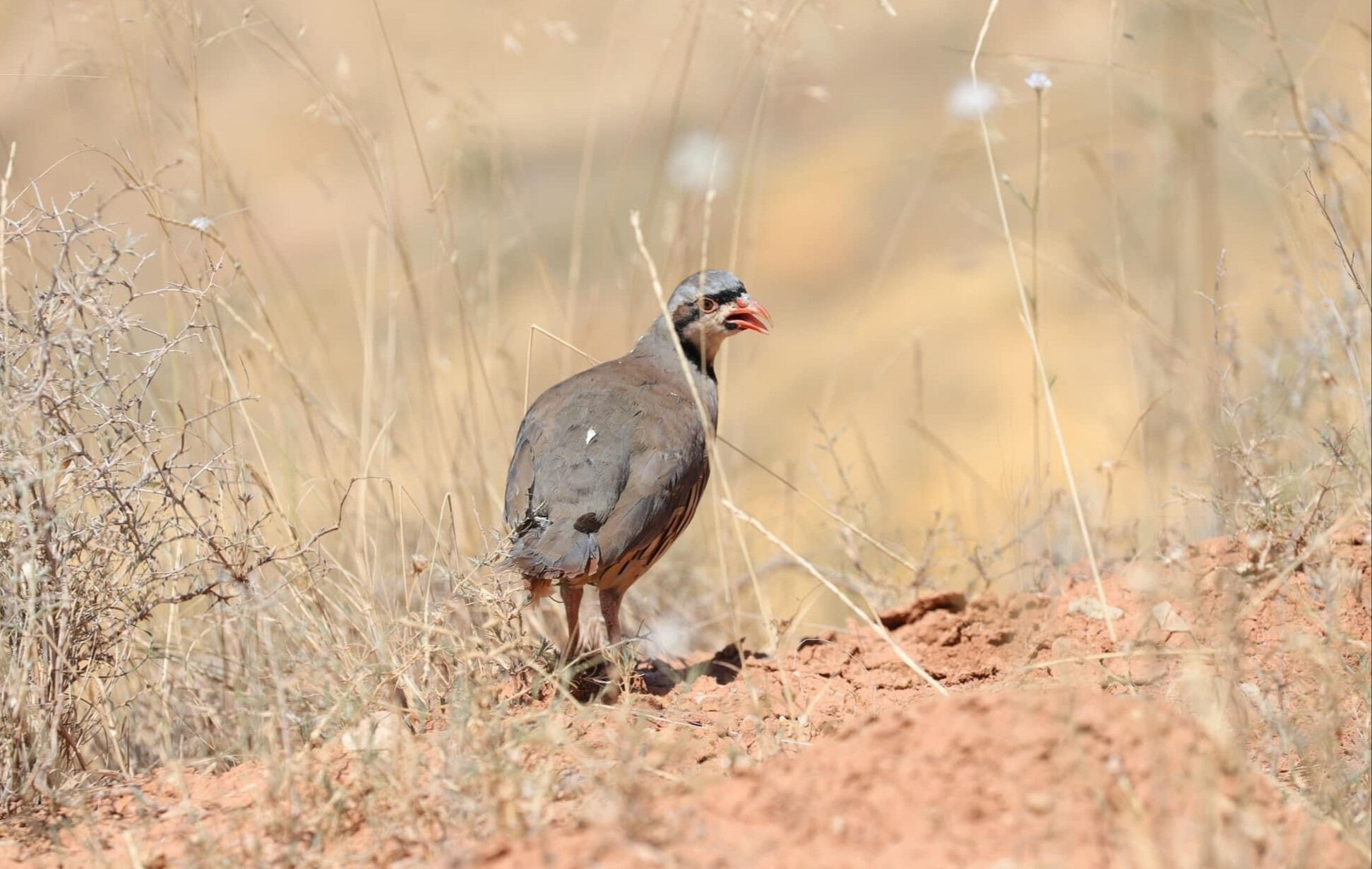 Ölümcül kenenin celladı! Binlercesi doğaya salındı - 1. Resim