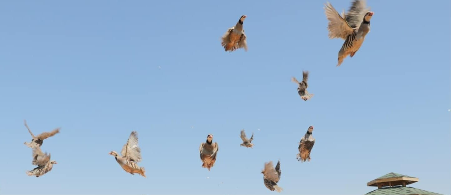 Ölümcül kenenin celladı! Binlercesi doğaya salındı - 2. Resim