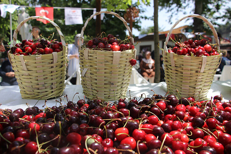 Tekirdağ Kiraz Festivali ne zaman, nerede? Tekirdağ Kiraz Festival programı araştırılıyor - 1. Resim