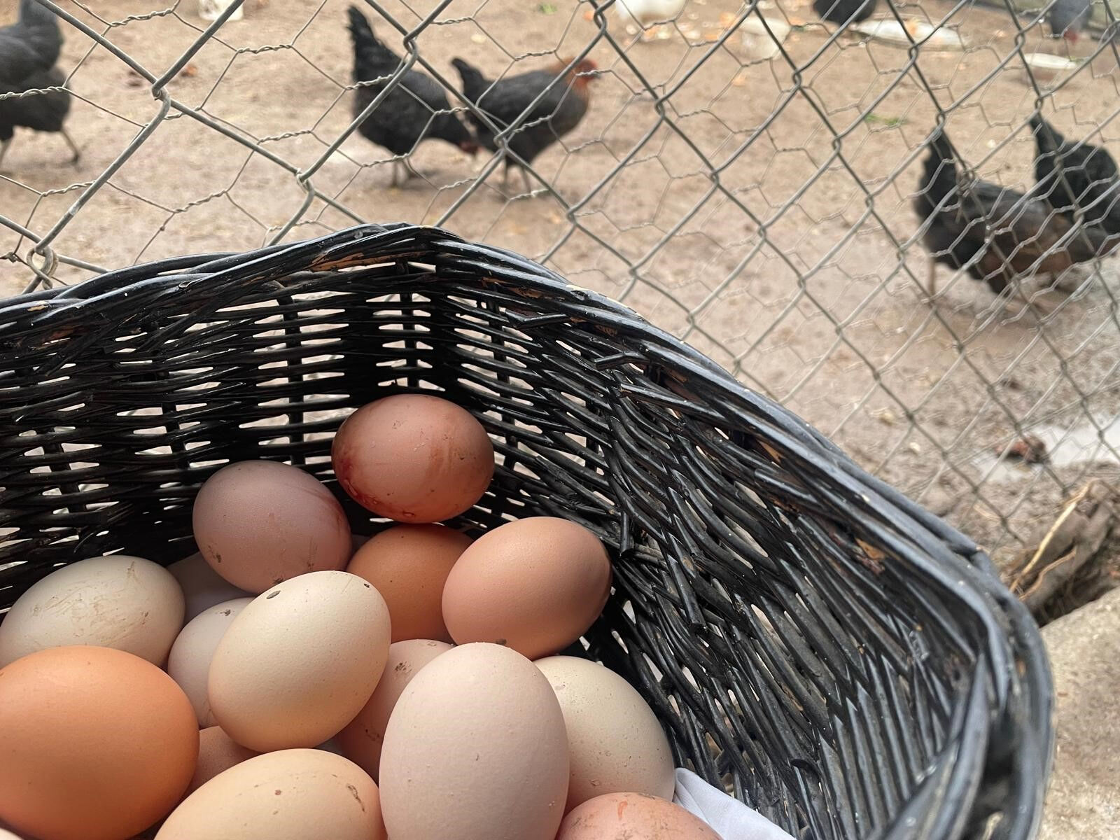 Yumurta fiyatlarının neden arttığı ortaya çıktı - 1. Resim