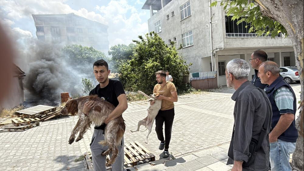 Alevlerin arasında kaldılar! Sahibi son anda yetişip hepsini kurtardı - 2. Resim