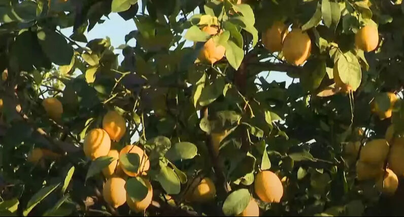 Fiyatı altı ayda yüzde 600 zamlandı! Beş ay önce 7 liraydı... - 2. Resim