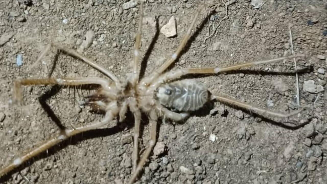 Kene endişesi artarken bir zehirli tür daha ortaya çıktı! Uzunluğu 13 santimetreye ulaşıyor, insanlar için 'çok tehlikeli' - 1. Resim