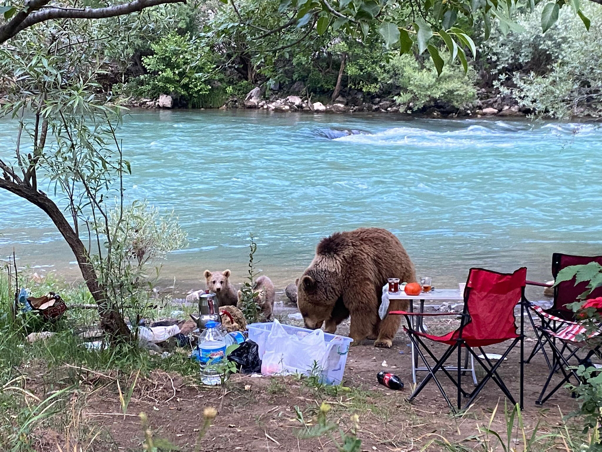 Nefes kesen anlar: Sofraya gelen misafiri gören aile ne yapacağını şaşırdı Nefes kesen anlar: Sofraya gelen misafiri gören aile ne yapacağını şaşırdı - 1. Resim