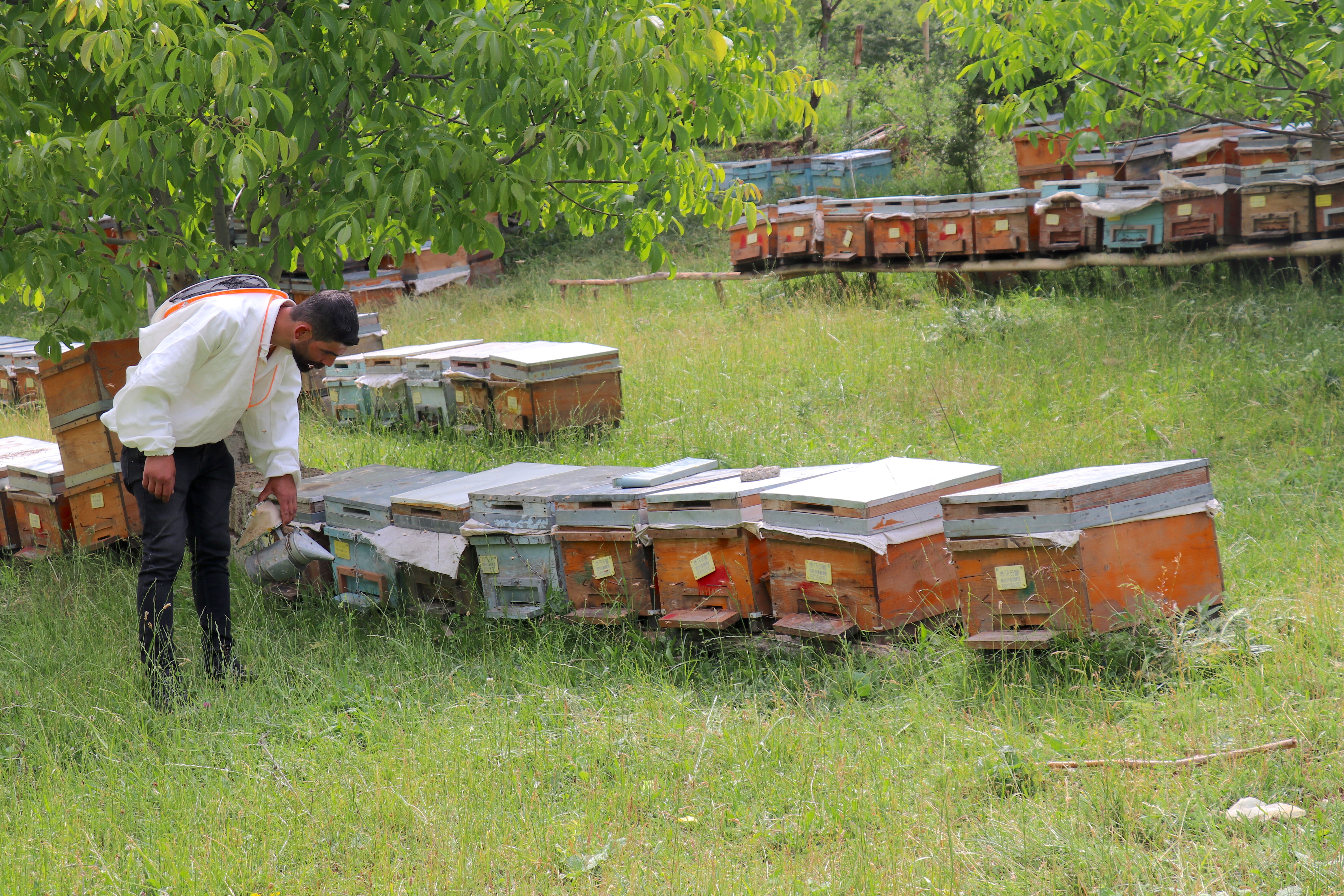 Yılda 2 bin ton üretiyor, kilosunu 300 TL'den satıyor! Yüzde 80 engelli üreticinin ilham veren girişim - 2. Resim