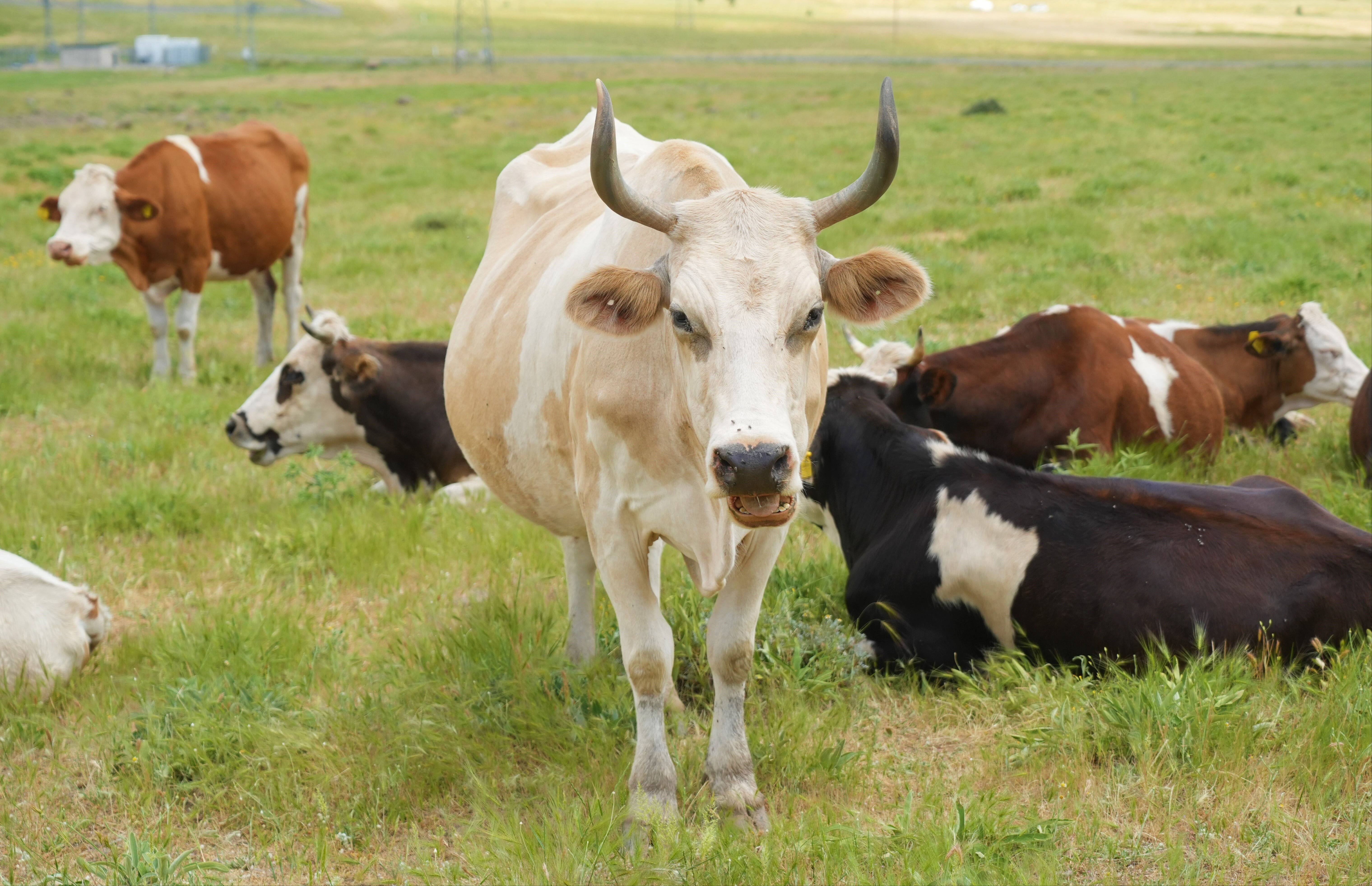 3 aylık çalışma için 1 milyon TL istedi! Muş'ta akılalmaz olay - 3. Resim