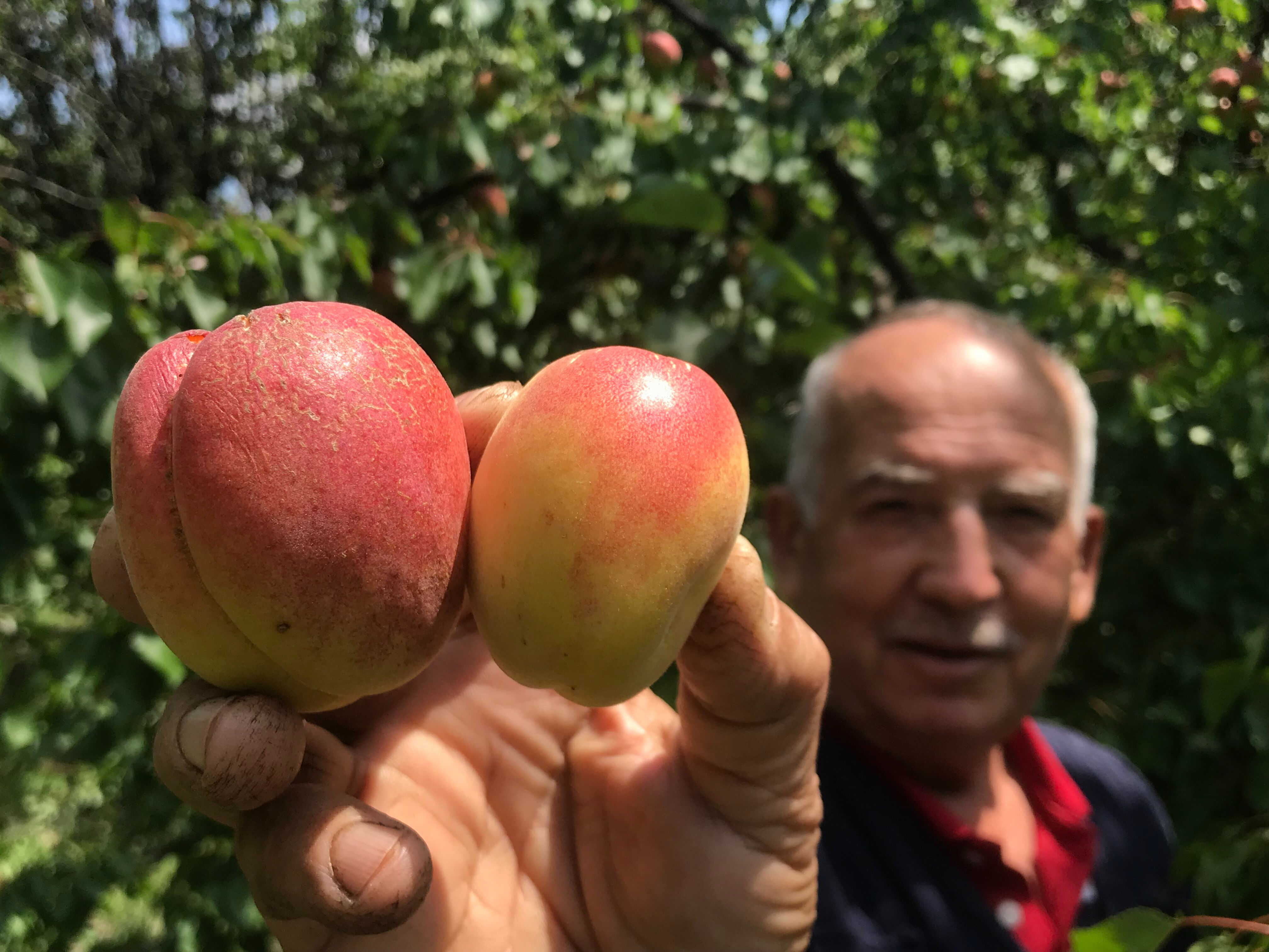 4 kilosu gram altına eş değer! Tazesi 100, kurusu 1.000 liradan satılıyor  - 1. Resim