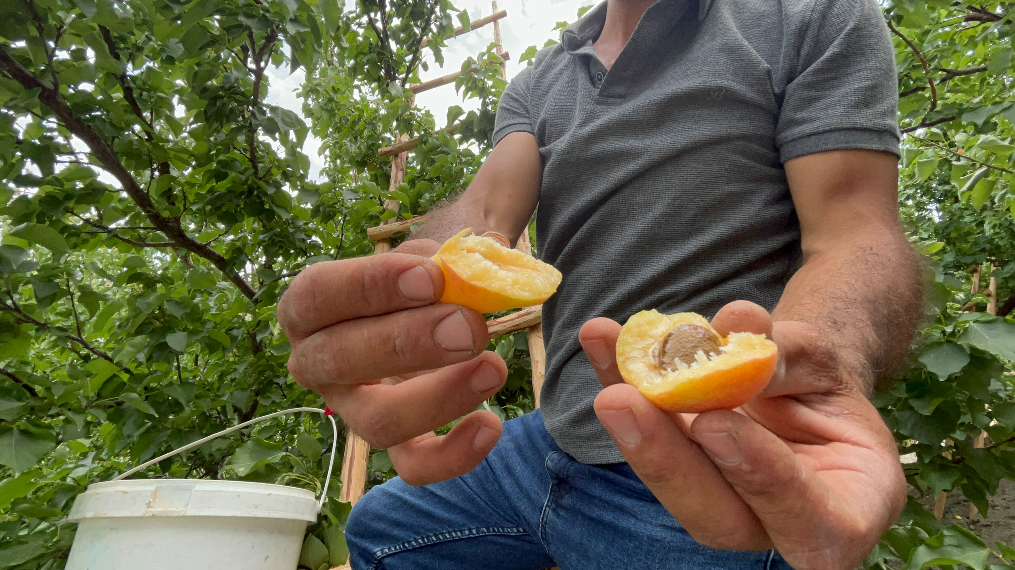 Aromasıyla damak çatlatıyor! Hasat başladı, tarlada kilosu 70 TL Aromasıyla damak çatlatıyor! Hasat başladı, tarlada kilosu 70 TL - 3. Resim