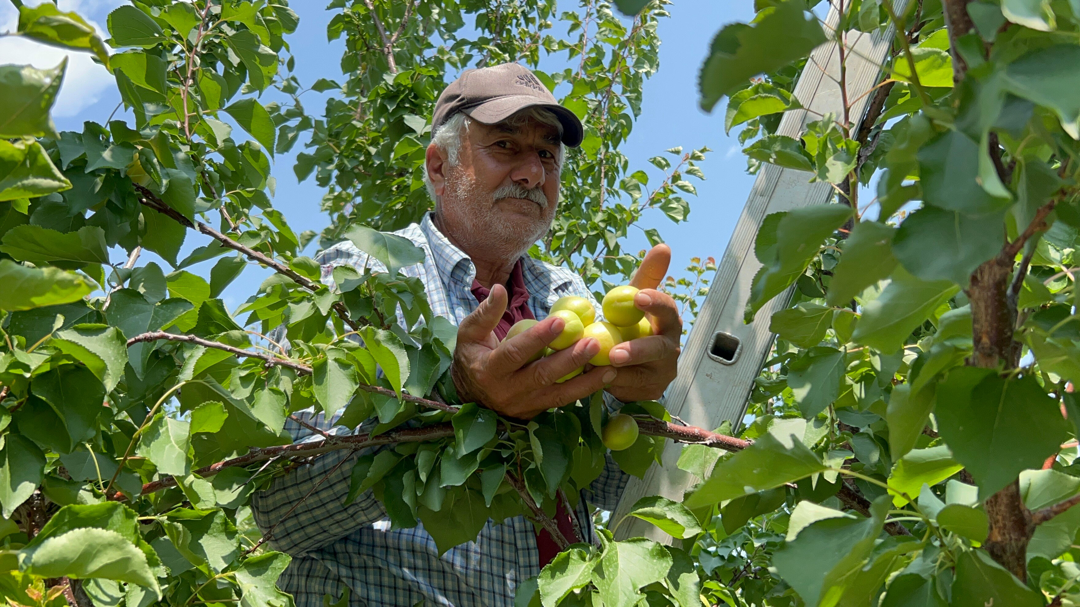 Aromasıyla damak çatlatıyor! Hasat başladı, tarlada kilosu 70 TL Aromasıyla damak çatlatıyor! Hasat başladı, tarlada kilosu 70 TL - 1. Resim