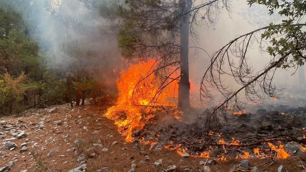 Bodrum da yangın nerede, yangın neden çıktı? Orman Genel Müdürlüğü açıklama yaptı! Bodrum da yangın nerede, yangın neden çıktı? Orman Genel Müdürlüğü açıklama yaptı!