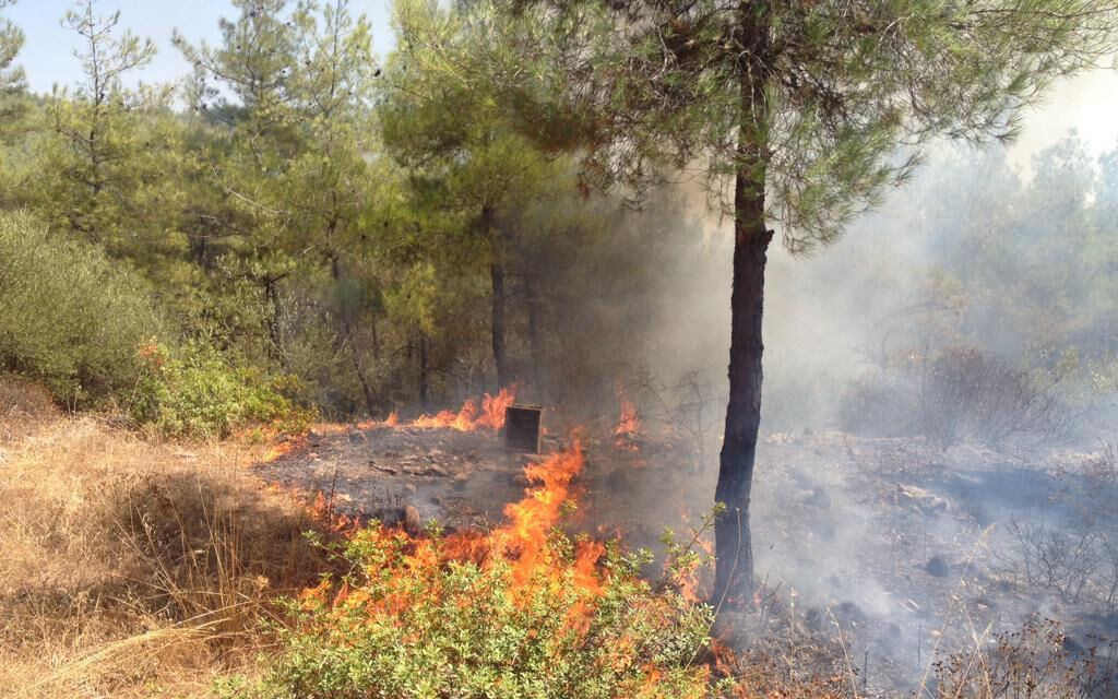 Bodrum da yangın nerede, yangın neden çıktı? Orman Genel Müdürlüğü açıklama yaptı! - 1. Resim