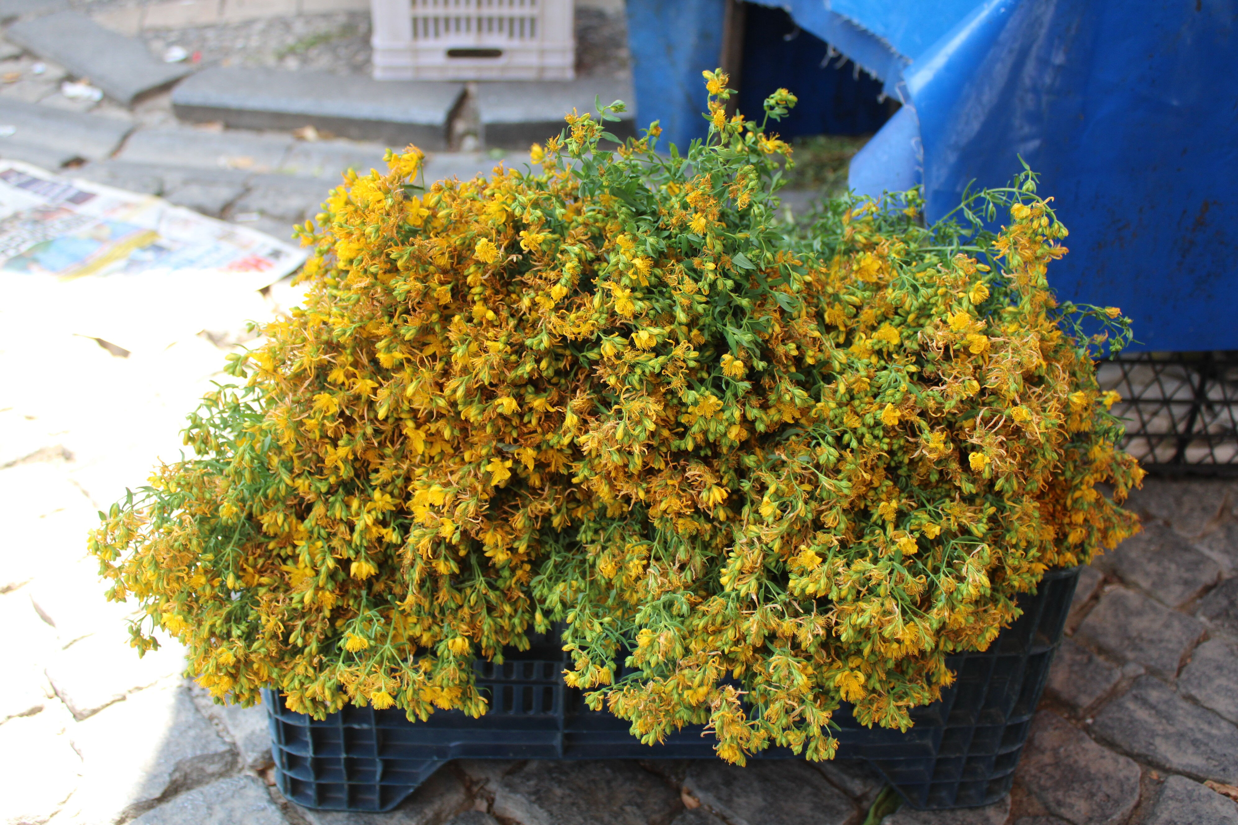 Bu çiçek sağlık için alınıyor! Mide yaraları dahil birçok yarayı iyileştiriyor, demeti 30 TL Bu çiçek sağlık için alınıyor! Mide yaraları dahil birçok yarayı iyileştiriyor, demeti 30 TL - 2. Resim