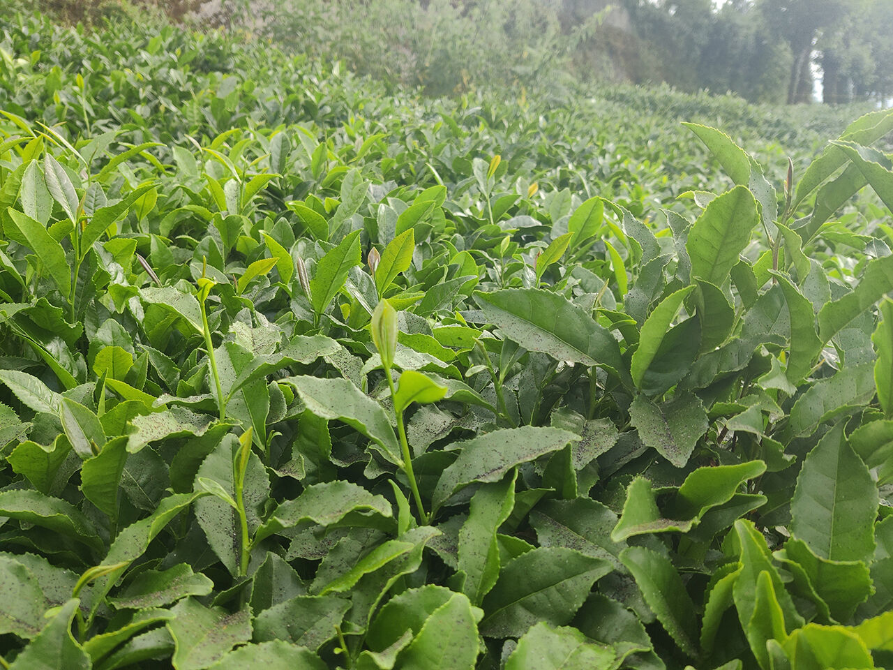 Çayınızın tadı kömürlü çıkarsa şaşırmayın! Çözülemeyen problem isyan ettirdi - 3. Resim