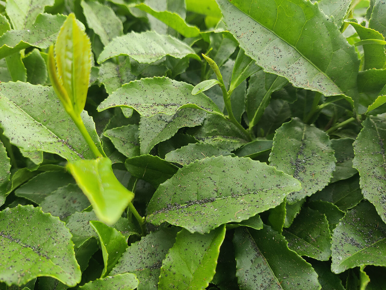 Çayınızın tadı kömürlü çıkarsa şaşırmayın! Çözülemeyen problem isyan ettirdi - 4. Resim