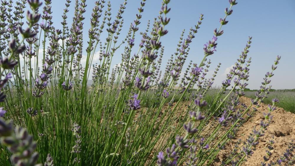 İnternetten görüp etkilendiler! Bu iş için 40 dönüm araziyi kullanıyorlar İnternetten görüp etkilendiler! Bu iş için 40 dönüm araziyi kullanıyorlar - 1. Resim