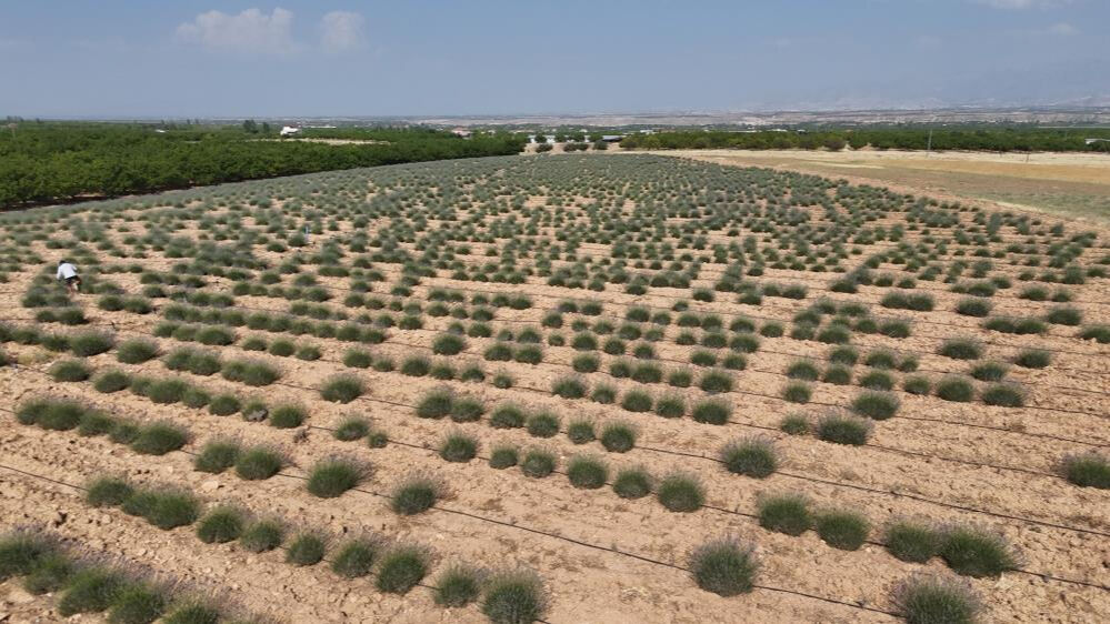 İnternetten görüp etkilendiler! Bu iş için 40 dönüm araziyi kullanıyorlar İnternetten görüp etkilendiler! Bu iş için 40 dönüm araziyi kullanıyorlar - 2. Resim