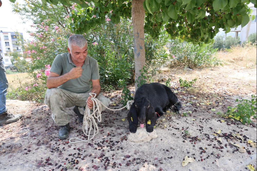 Kurban Bayramı'nı kaçak geçirdi! 10 gün sonra yakalandı - 1. Resim
