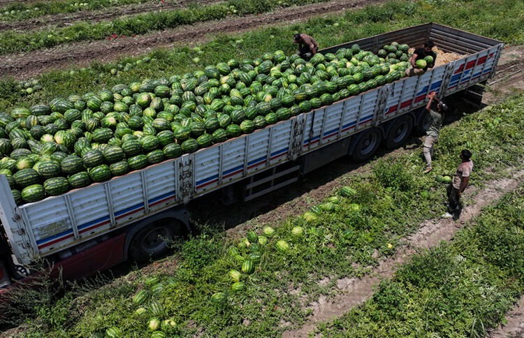Sezona kilosu 25 liradan başlamıştı! Karpuzun tarla fiyatında büyük düşüş - 1. Resim