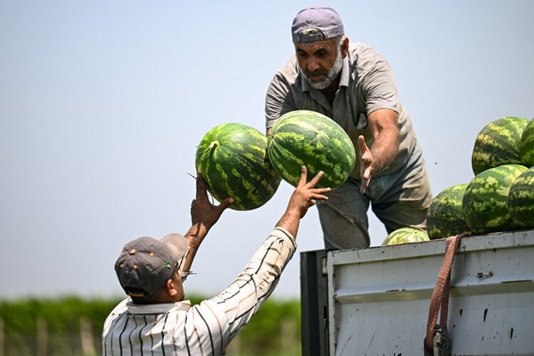 Sezona kilosu 25 liradan başlamıştı! Karpuzun tarla fiyatında büyük düşüş - 2. Resim