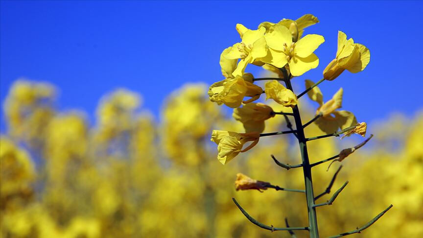Sezonun ilk ürünü! Tonu 25 bin 140 liradan satıldı  - 1. Resim