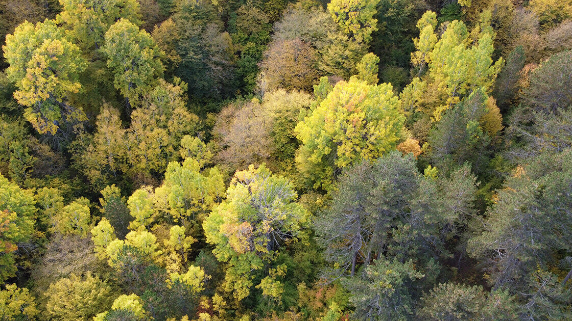 Valilik duyurdu: Kent genelinde ormanlara giriş yasaklandı! Valilik duyurdu: Kent genelinde ormanlara giriş yasaklandı! - 1. Resim