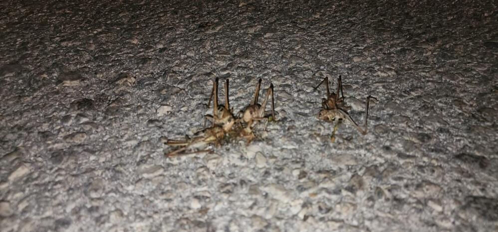 Vatandaşlar paniğe kapıldı! İstila ettiler... Yüzlercesi yolu kapattı Vatandaşlar paniğe kapıldı! İstila ettiler... Yüzlercesi yolu kapattı - 1. Resim