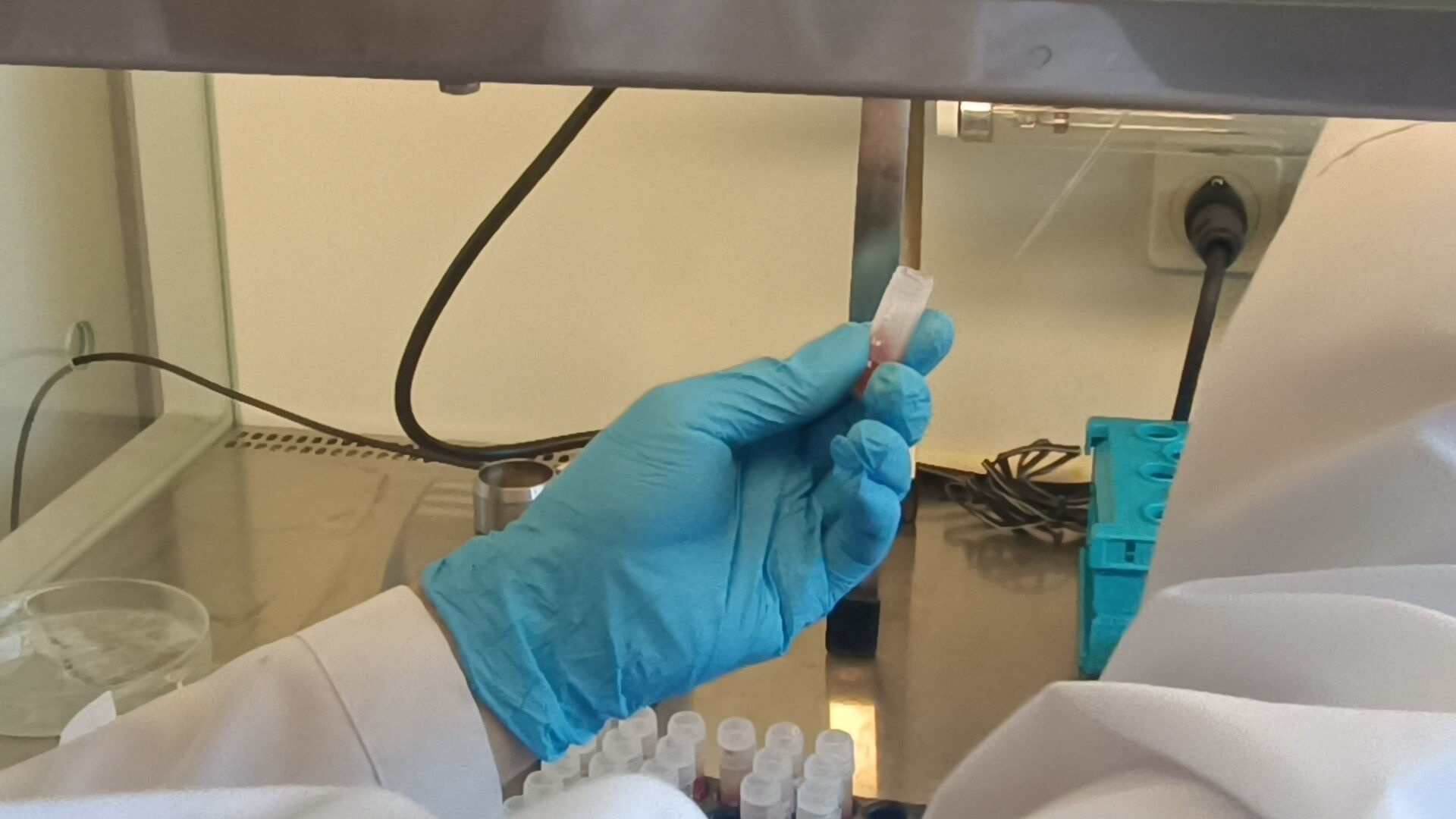 Yaraya benziyor ama öldürebiliyor! Sinsi tehlike “Yakarca” sineği o illerde görülüyor - 1. Resim