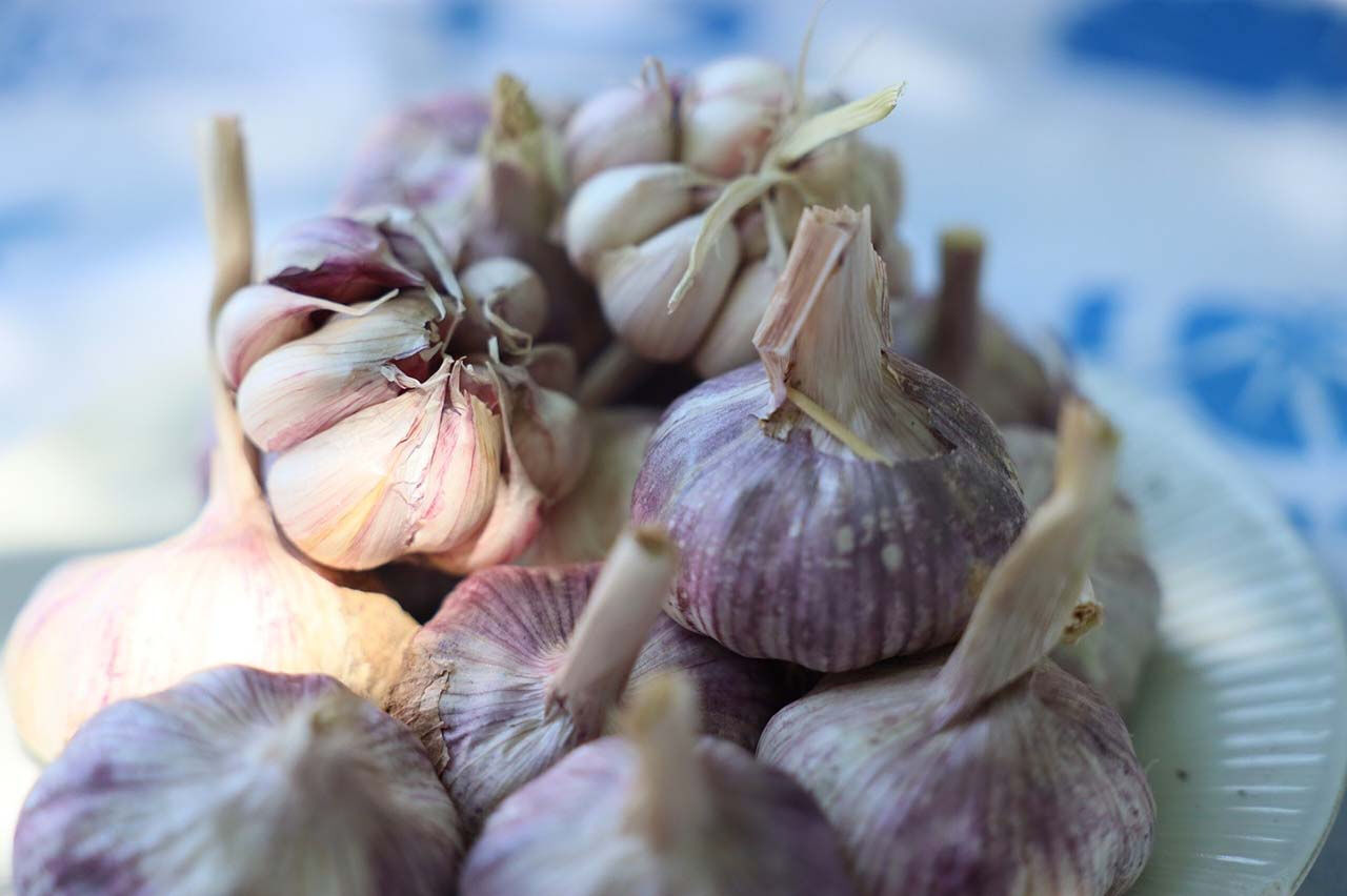 Çin sarımsağından daha kaliteli! Coğrafi işaretli sarımsak ilgi odağı oldu - 1. Resim