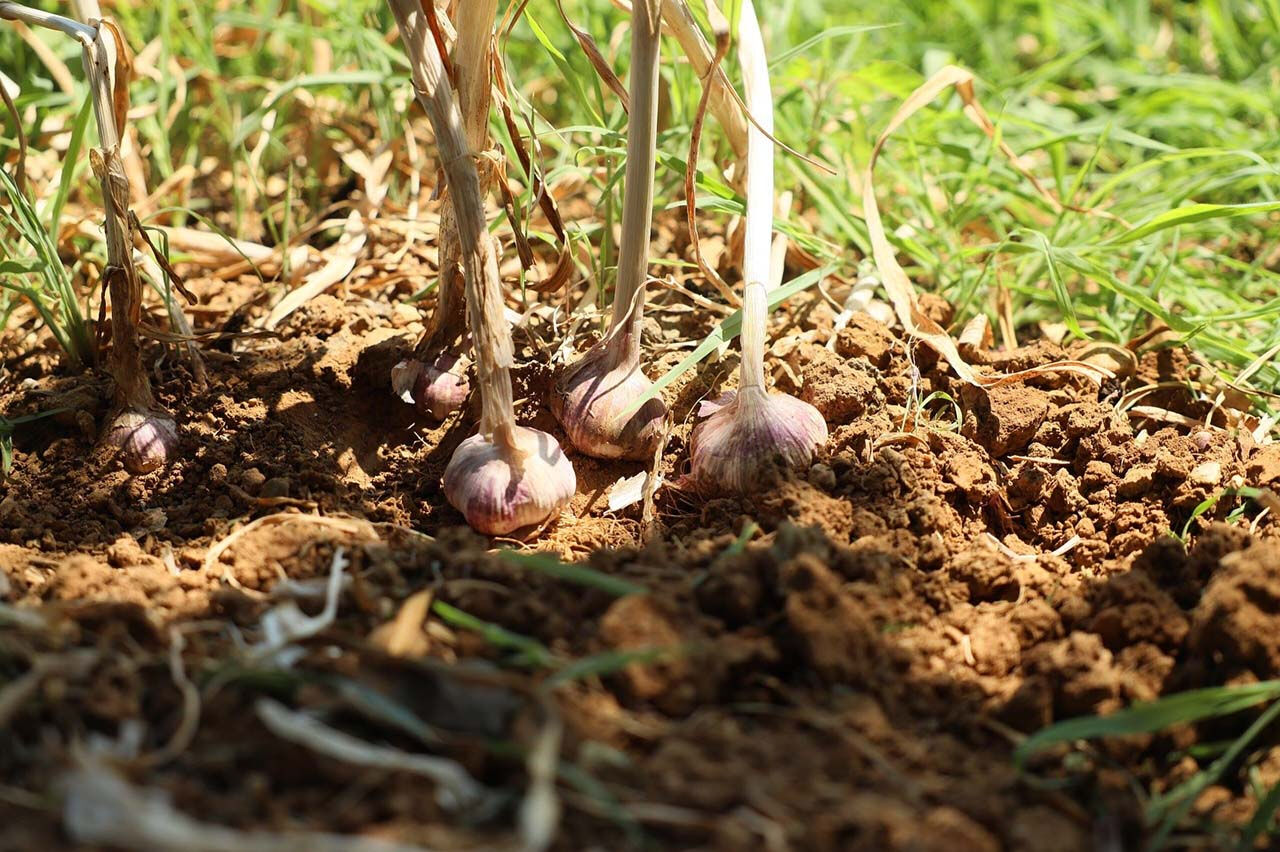 Çin sarımsağından daha kaliteli! Coğrafi işaretli sarımsak ilgi odağı oldu - 4. Resim