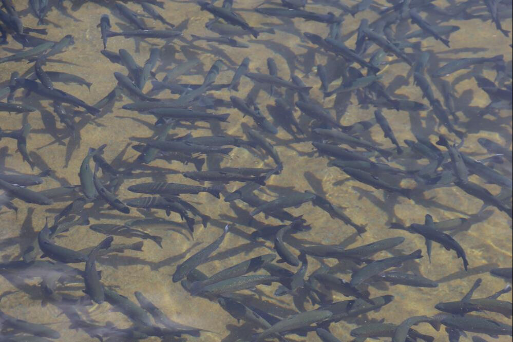 Denize kıyısı olmayan ilimiz Avrupa'ya balık pazarlıyor! Hedef ilk 5'e girmek, yılda 40 milyonu buluyor - 2. Resim