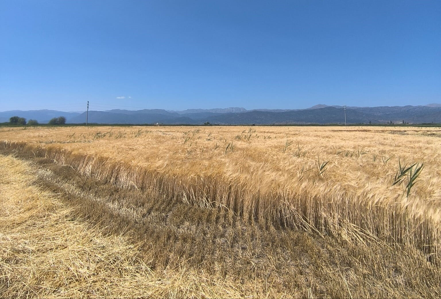 İlk hasat yapıldı! Kilosu 13 lira - 1. Resim