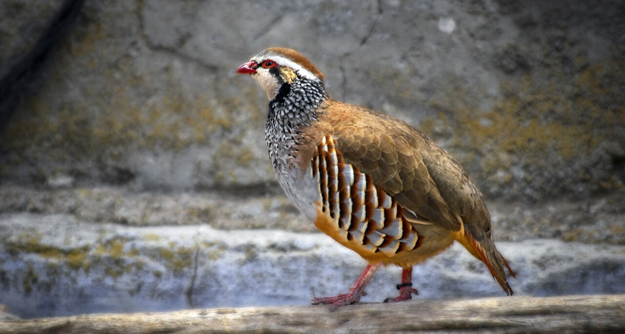 Keklik Kene yer mi? Kene sayısı ve Kırım Kongo Kanamalı Ateşi (KKKA) vakaları artıyor! - 2. Resim
