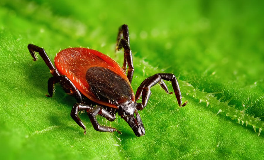 Keklik Kene yer mi? Kene sayısı ve Kırım Kongo Kanamalı Ateşi (KKKA) vakaları artıyor! - 4. Resim