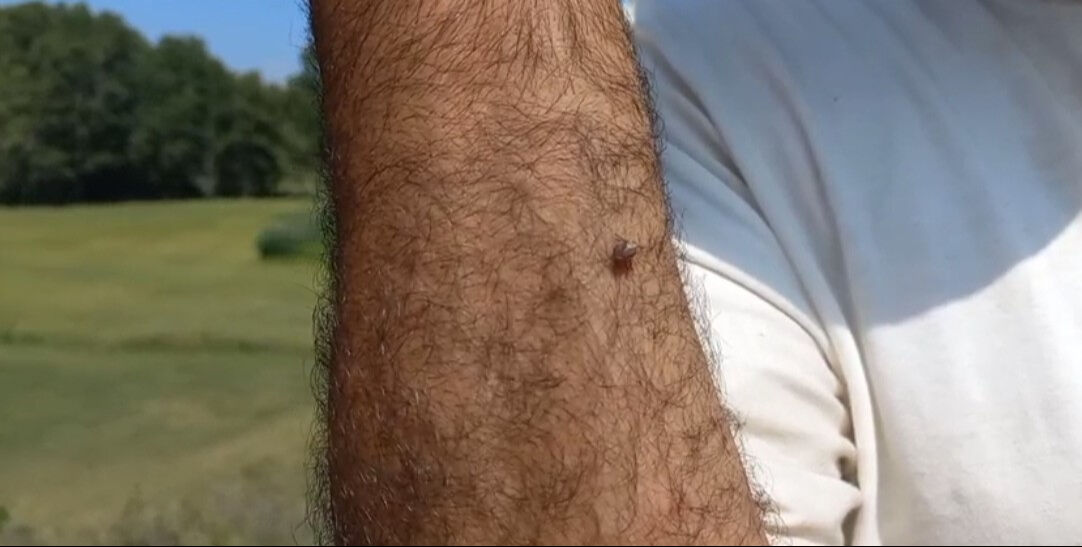 Kene kabusuna 3 yeni tür daha eklendi! Göçmen kuşlar ölü getirdi - 4. Resim