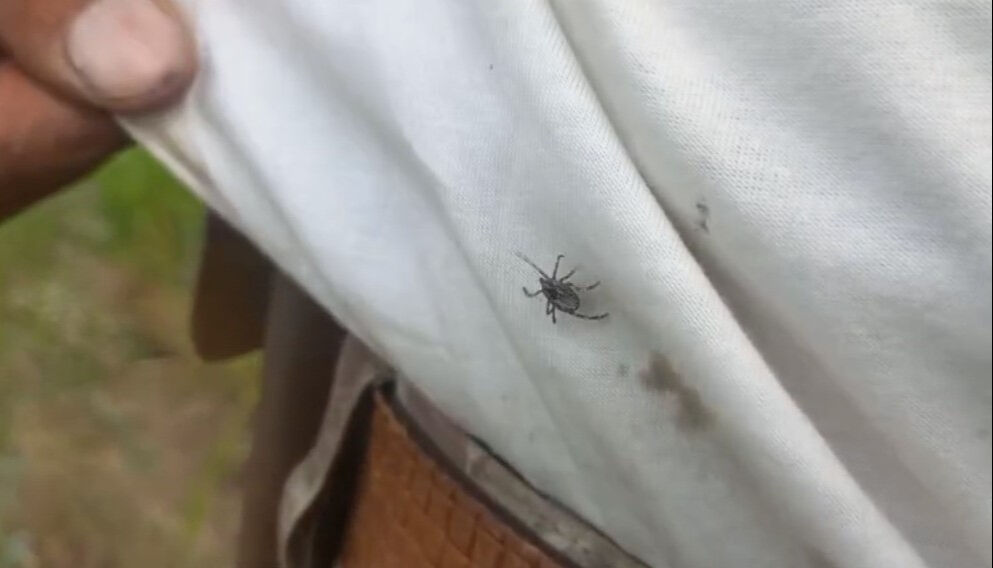 Kene kabusuna 3 yeni tür daha eklendi! Göçmen kuşlar ölü getirdi - 3. Resim