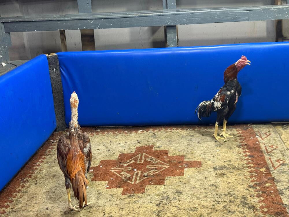 Polis müşteri gibi aralarına girdi! Horoz dövüştürenlere suçüstü - 1. Resim