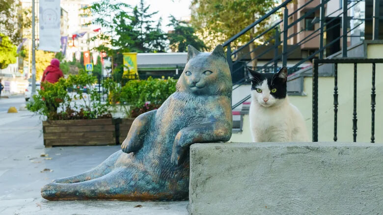 Türkiye dünyaya örnek oldu! Kedi dostu ülke seçildi! - 2. Resim