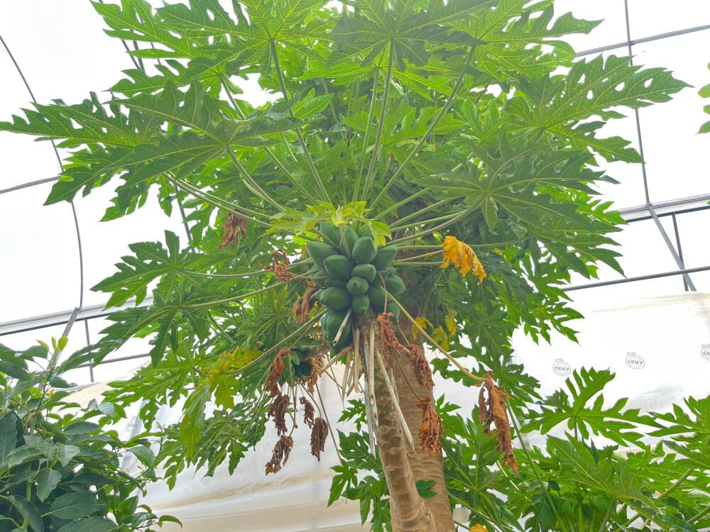 Türkiye'de sadece Antalya'ya ekiliyor, ekime kadar hasat ediliyor! Kilosu 100 liradan satılıyor... - 3. Resim