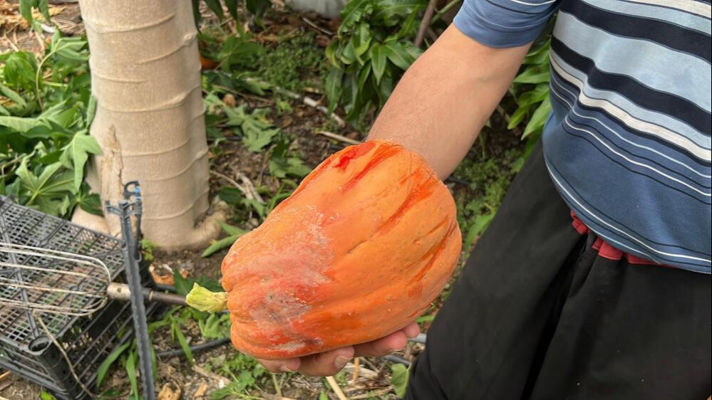 Türkiye'de sadece Antalya'ya ekiliyor, ekime kadar hasat ediliyor! Kilosu 100 liradan satılıyor... - 8. Resim