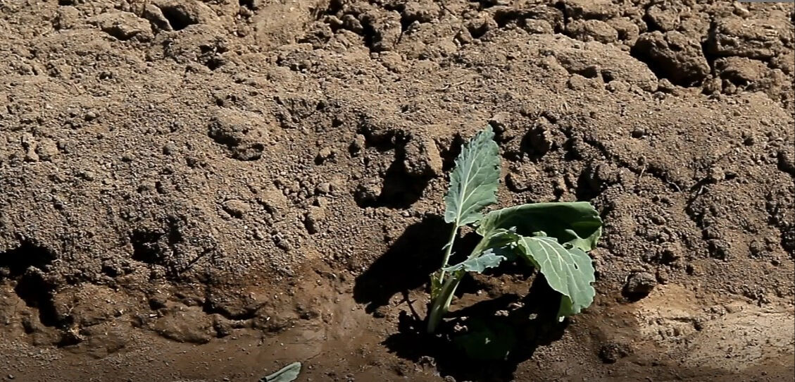 500 çiftçinin ekmek kapısı! Aromasıyla damak çatlatan lezzet toprakla buluştu - 4. Resim