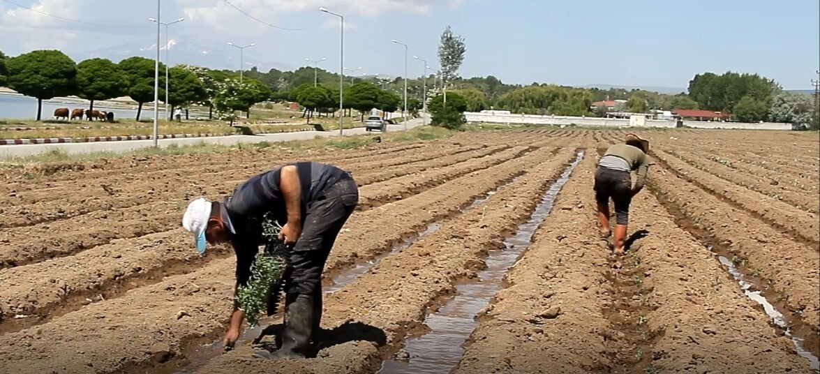 500 çiftçinin ekmek kapısı! Aromasıyla damak çatlatan lezzet toprakla buluştu - 3. Resim
